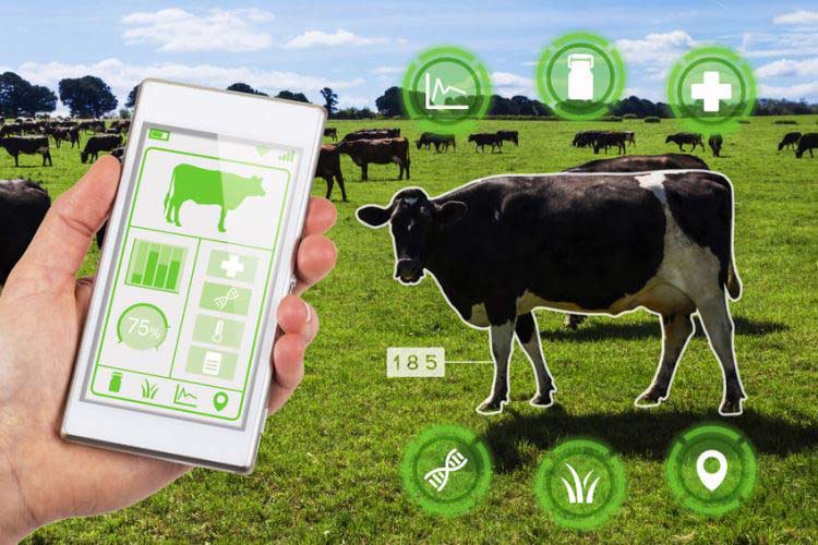 Role of IoT in Remote Monitoring of Livestock Health