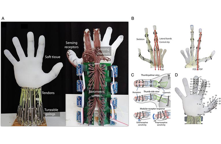 Robotic Hand Grasps Object